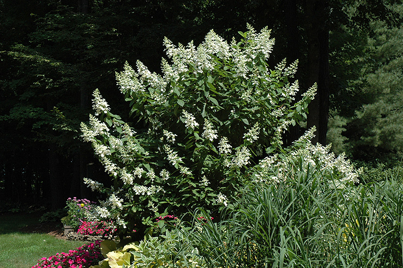 Tardiva Hydrangea (tree form) (Hydrangea paniculata 'Tardiva (tree form)') at Kennedy's Country Gardens
