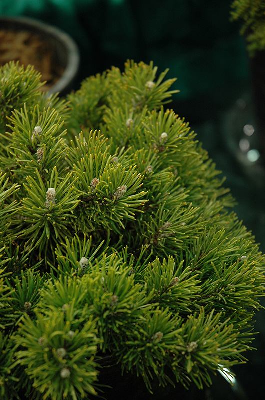 Mitsch Mini Mugo Pine (Pinus mugo 'Mitsch Mini') at Kennedy's Country Gardens
