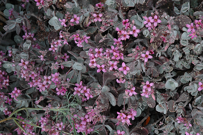 Flower Dust Plant (Kalanchoe pumila) at Kennedy's Country Gardens