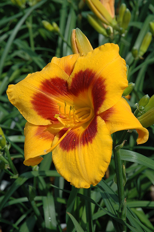Fooled Me Daylily (Hemerocallis 'Fooled Me') at Kennedy's Country Gardens