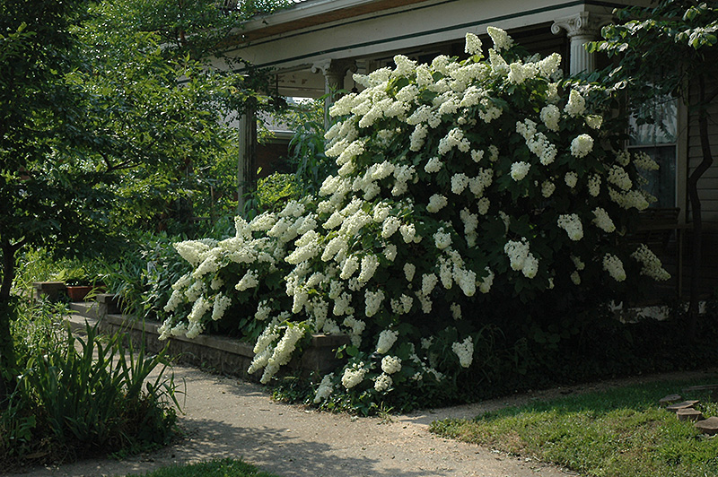 Snowflake Hydrangea (Hydrangea quercifolia 'Snowflake') at Kennedy's Country Gardens