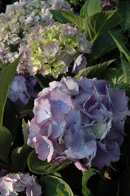 Forever And Ever Hydrangea (Hydrangea macrophylla 'Forever And Ever') at Kennedy's Country Gardens