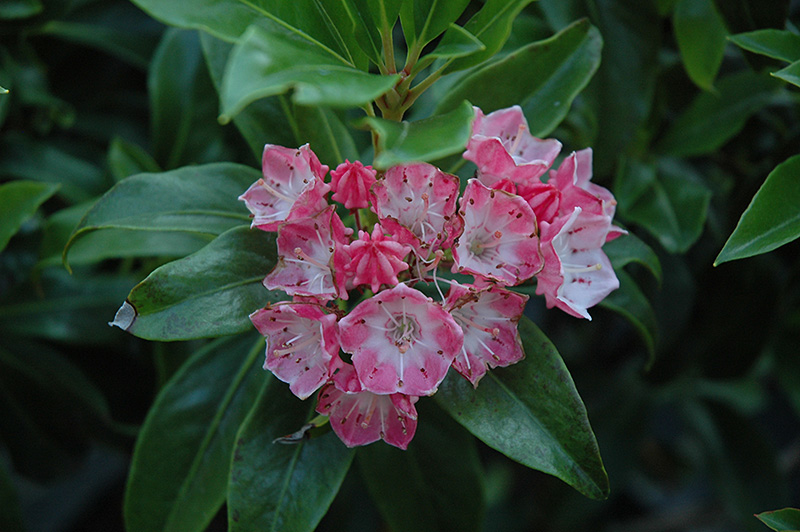 Olympic Fire Mountain Laurel (Kalmia latifolia 'Olympic Fire') at Kennedy's Country Gardens