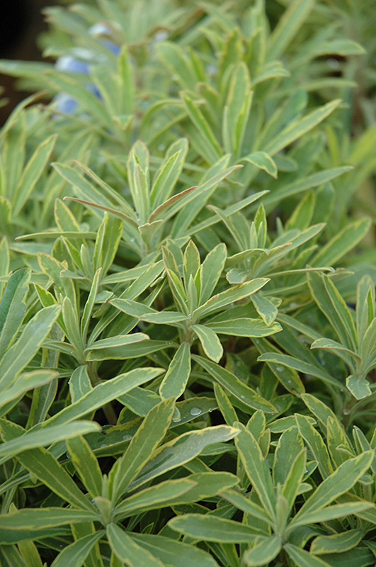 Ascot Rainbow Variegated Spurge (Euphorbia 'Ascot Rainbow') at Kennedy's Country Gardens