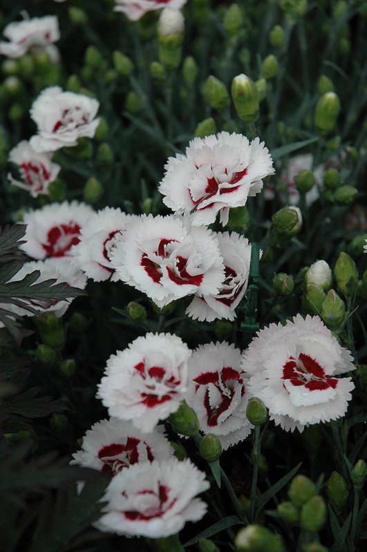 Scent First Coconut Surprise Pinks (Dianthus 'WP05Yves') at Kennedy's Country Gardens