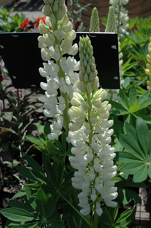 Russell White Lupine (Lupinus 'Russell White') at Kennedy's Country Gardens