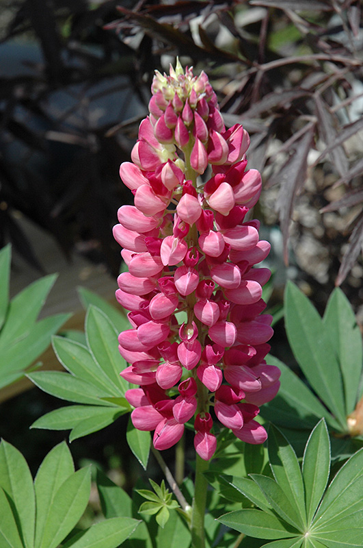 Gallery Red Lupine (Lupinus 'Gallery Red') at Kennedy's Country Gardens