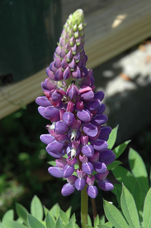 Gallery Blue Lupine (Lupinus 'Gallery Blue') at Kennedy's Country Gardens