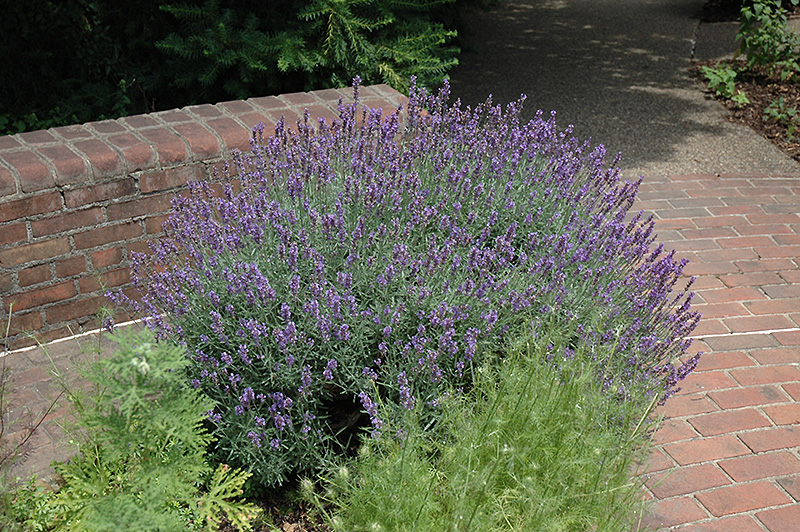 English Lavender (Lavandula angustifolia) at Kennedy's Country Gardens