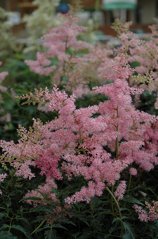 Drum And Bass Astilbe (Astilbe 'Drum And Bass') at Kennedy's Country Gardens