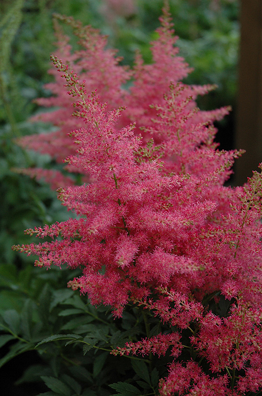 Younique Carmine Astilbe (Astilbe 'Verscarmine') at Kennedy's Country Gardens