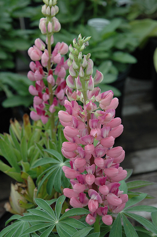 Gallery Pink Lupine (Lupinus 'Gallery Pink') at Kennedy's Country Gardens