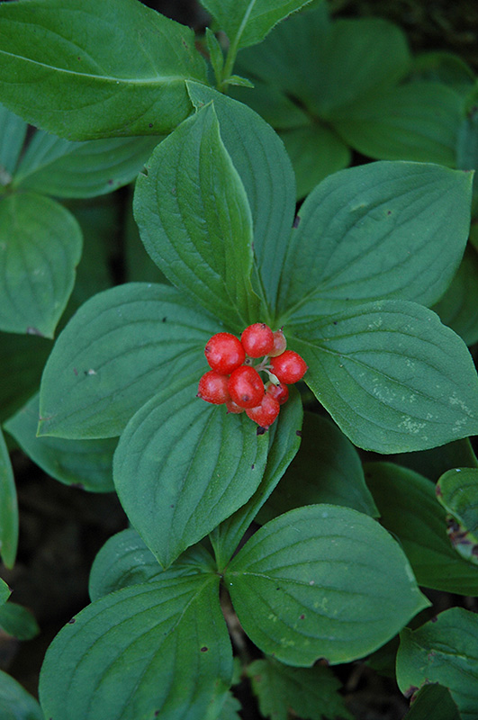 Bunchberry (Cornus canadensis) at Kennedy's Country Gardens