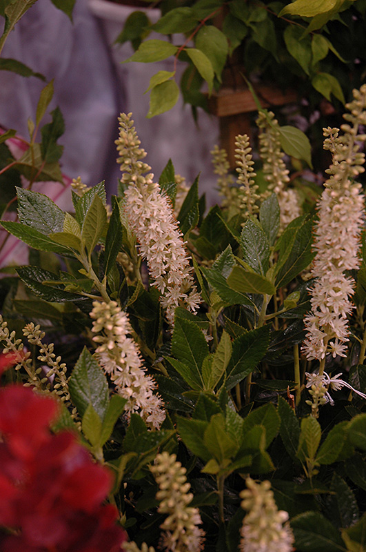 Sixteen Candles Summersweet (Clethra alnifolia 'Sixteen Candles') at Kennedy's Country Gardens