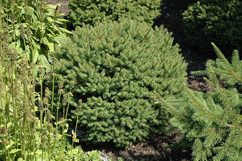 Hildburghausen Norway Spruce (Picea abies 'Hildburghausen') at Kennedy's Country Gardens