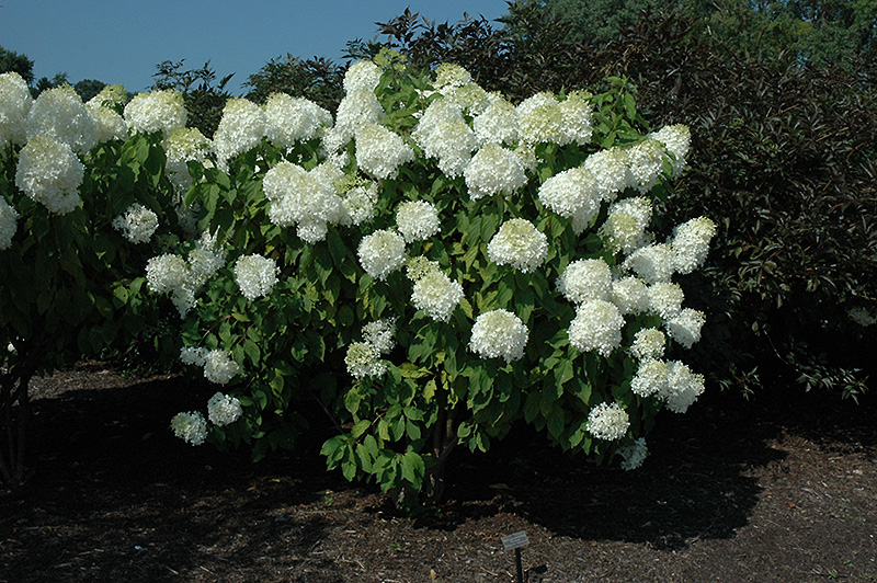 Phantom Hydrangea (Hydrangea paniculata 'Phantom') at Kennedy's Country Gardens