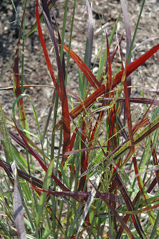 Ruby Ribbons Switch Grass (Panicum virgatum 'Ruby Ribbons') at Kennedy's Country Gardens