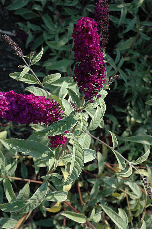 Harlequin Butterfly Bush (Buddleia davidii 'Harlequin') at Kennedy's Country Gardens