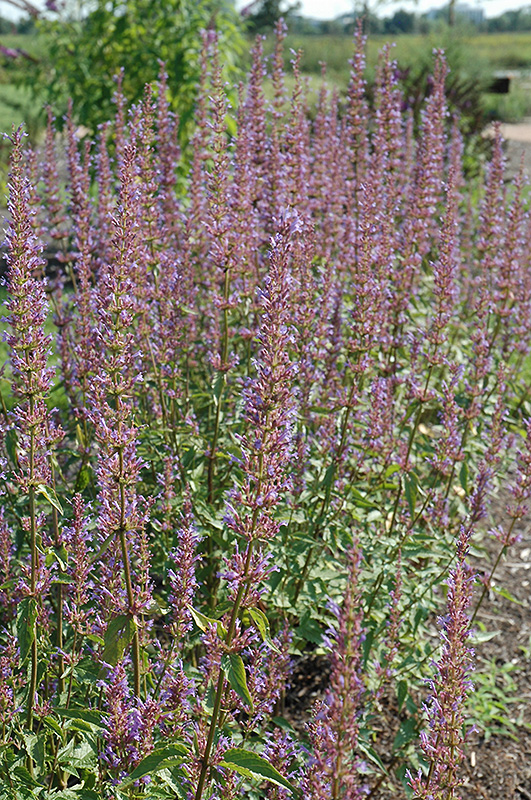 Purple Haze Hyssop (Agastache 'Purple Haze') at Kennedy's Country Gardens