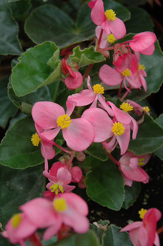 BabyWing Pink Begonia (Begonia 'BabyWing Pink') at Kennedy's Country Gardens
