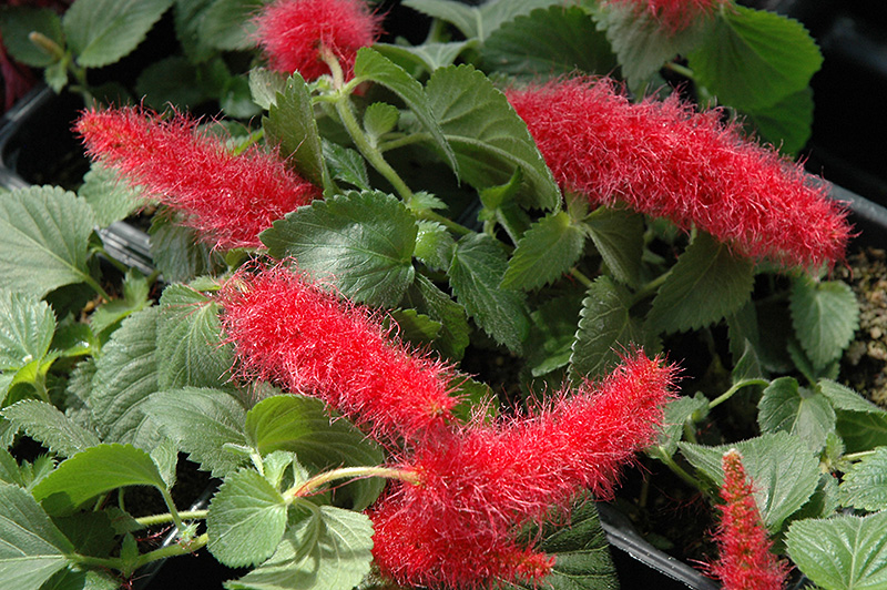 Firetail Chenille Plant (Acalypha hispida) at Kennedy's Country Gardens
