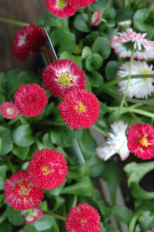 Bellisima Red English Daisy (Bellis perennis 'Bellissima Red') at Kennedy's Country Gardens