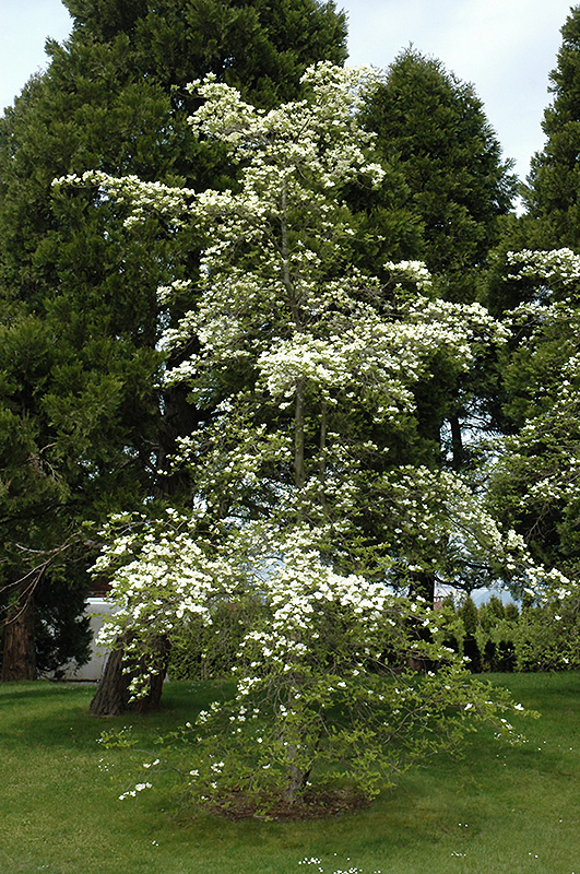 Eddie's White Wonder Flowering Dogwood (Cornus 'Eddie's White Wonder') at Kennedy's Country Gardens