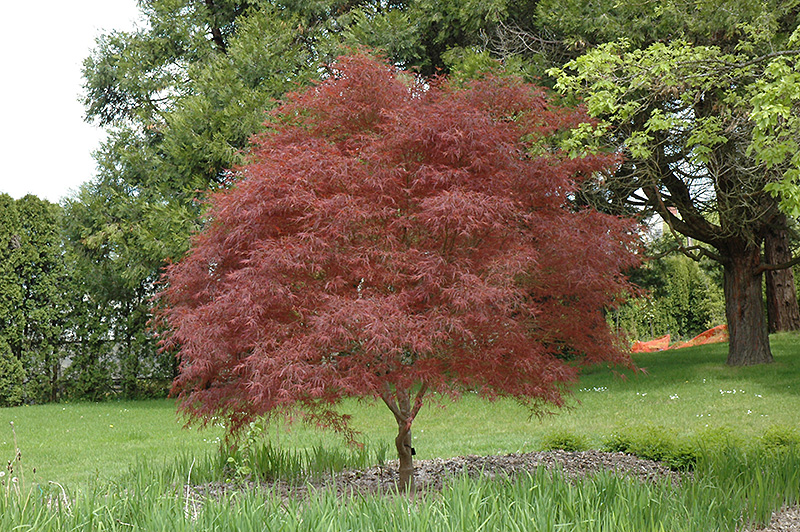 Dwarf Red Pygmy Japanese Maple (Acer palmatum 'Red Pygmy') at Kennedy's Country Gardens