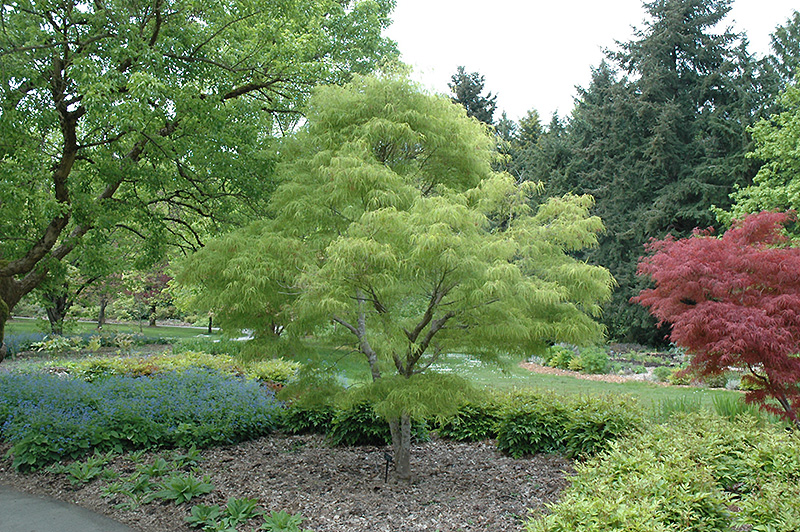 Koto No Ito Japanese Maple (Acer palmatum 'Koto No Ito') at Kennedy's Country Gardens