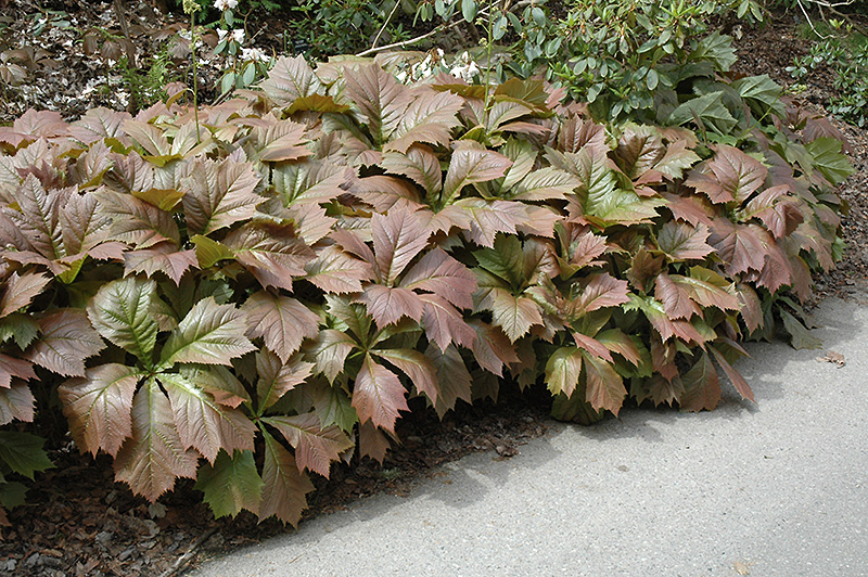 Rodgersia (Rodgersia podophylla) at Kennedy's Country Gardens