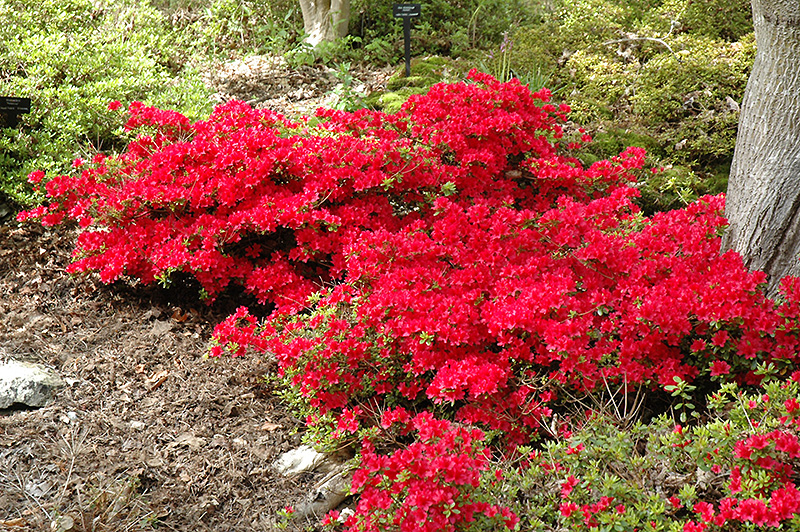 Hino Crimson Azalea (Rhododendron 'Hino Crimson') at Kennedy's Country Gardens