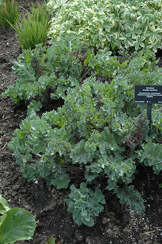 Sea Kale (Crambe maritima) at Kennedy's Country Gardens