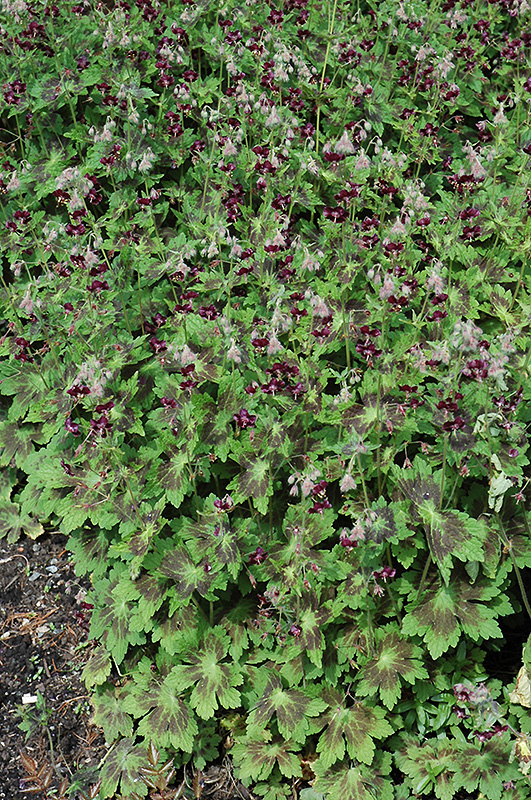 Samobor Cranesbill (Geranium phaeum 'Samobor') at Kennedy's Country Gardens