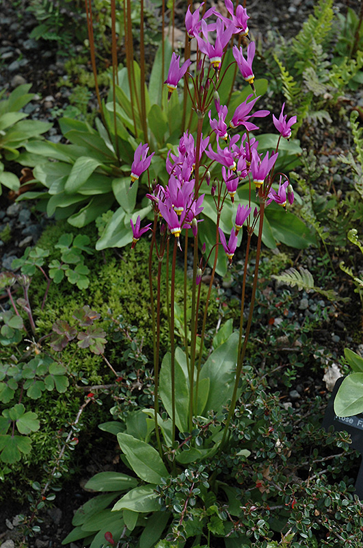 Shooting Star (Dodecatheon meadia) at Kennedy's Country Gardens