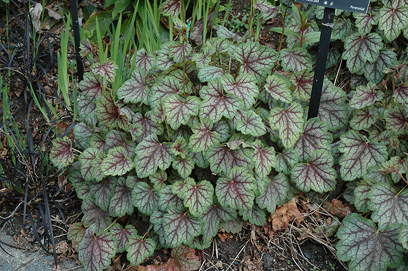 Green Spice Coral Bells (Heuchera 'Green Spice') at Kennedy's Country Gardens