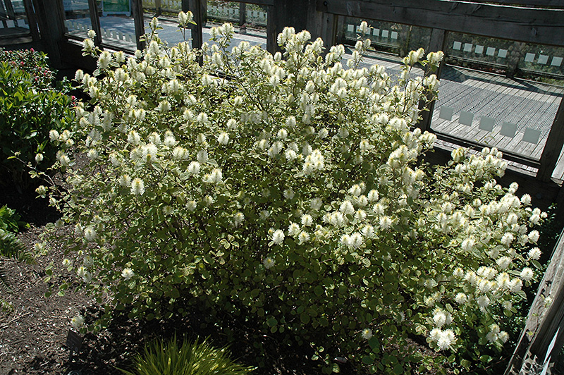 Mt. Airy Fothergilla (Fothergilla major 'Mt. Airy') at Kennedy's Country Gardens
