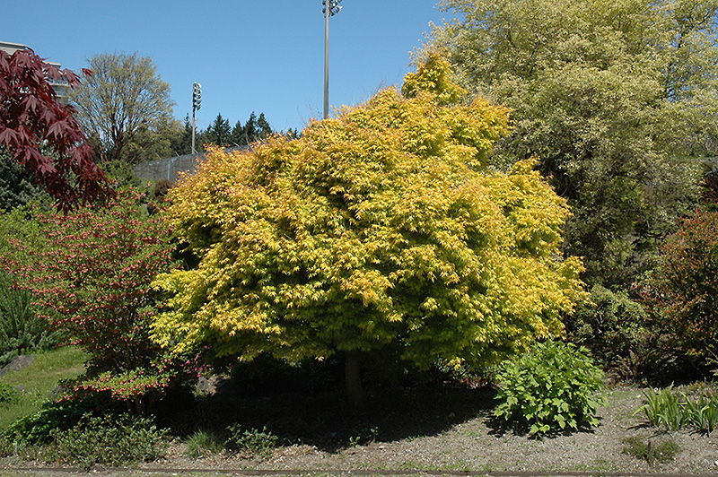 Katsura Japanese Maple (Acer palmatum 'Katsura') at Kennedy's Country Gardens