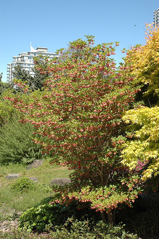 Redvein Enkianthus (Enkianthus campanulatus) at Kennedy's Country Gardens