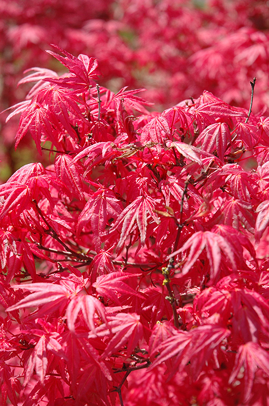 Shindeshojo Japanese Maple (Acer palmatum 'Shindeshojo') at Kennedy's Country Gardens