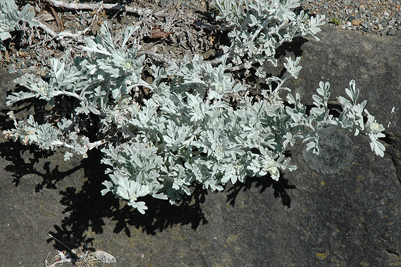 Dusty Miller (Artemisia stelleriana) at Kennedy's Country Gardens