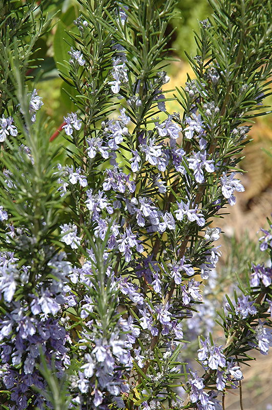 Rosemary (Rosmarinus officinalis) at Kennedy's Country Gardens
