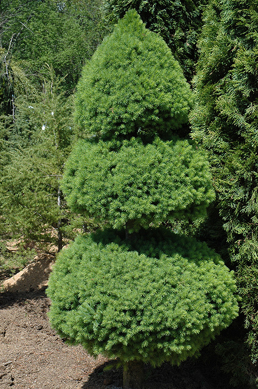 Dwarf Alberta Spruce (Picea glauca 'Conica (pom pom)') at Kennedy's Country Gardens