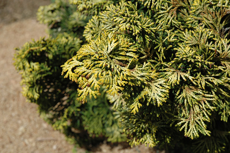 Verdoni Gold Hinoki Falsecypress (Chamaecyparis obtusa 'Verdoni Gold') at Kennedy's Country Gardens