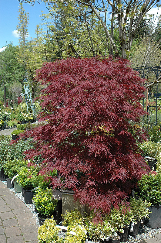Red Dragon Japanese Maple (Acer palmatum 'Red Dragon') at Kennedy's Country Gardens