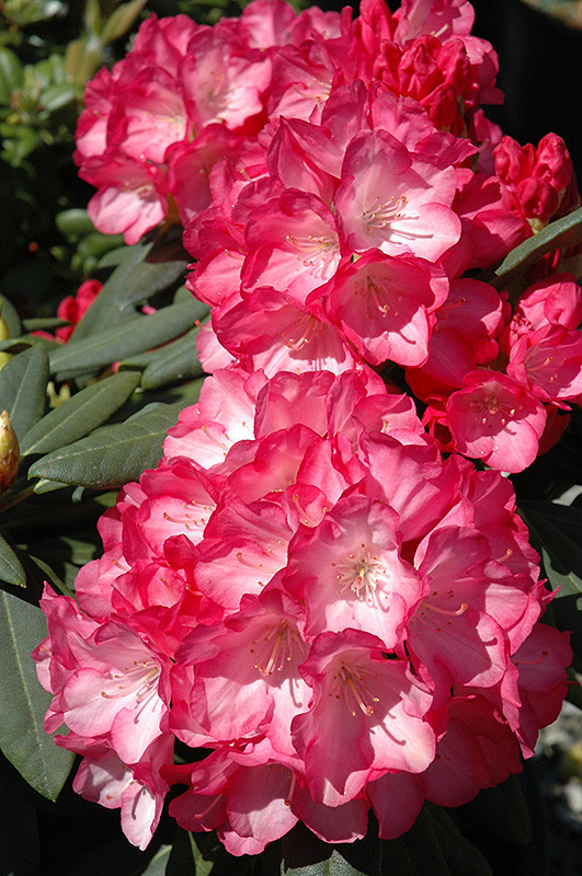 Fantastica Rhododendron (Rhododendron 'Fantastica') at Kennedy's Country Gardens