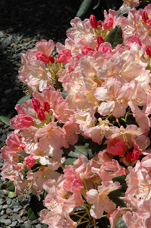 Percy Wiseman Rhododendron (Rhododendron 'Percy Wiseman') at Kennedy's Country Gardens