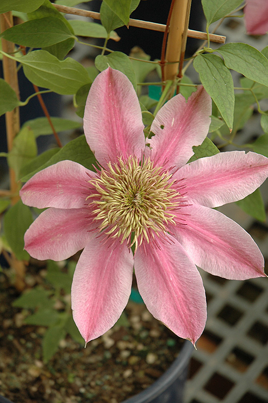Empress Clematis (Clematis 'Empress') at Kennedy's Country Gardens