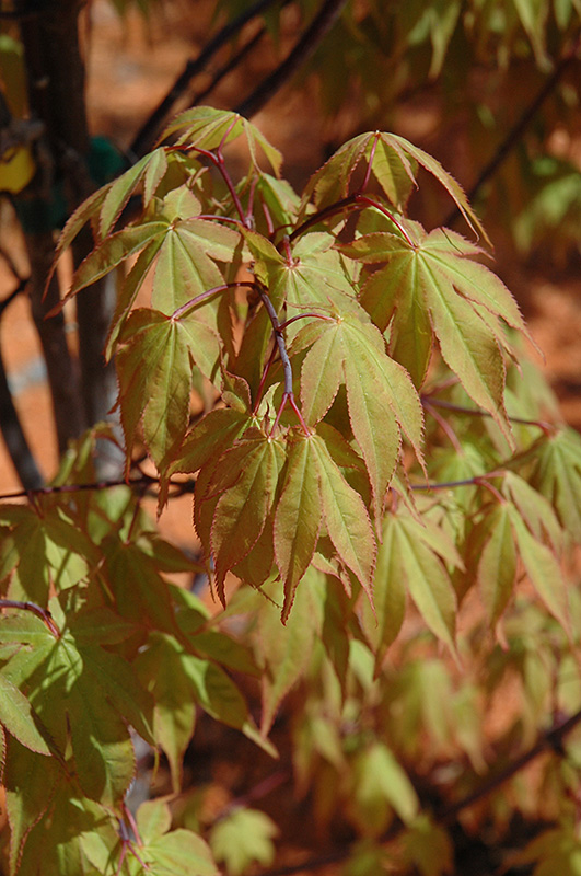 Osakazuki Japanese Maple (Acer palmatum 'Osakazuki') at Kennedy's Country Gardens