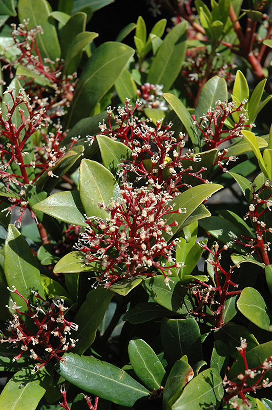 Male Japanese Skimmia (Skimmia japonica 'Male') at Kennedy's Country Gardens