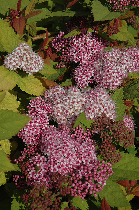 Double Play Big Bang Spirea (Spiraea 'Tracy') at Kennedy's Country Gardens